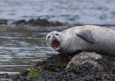 Common seal - what's the joke I wonder ?